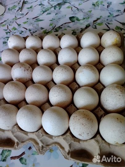 Яйцо индейки инкубационное