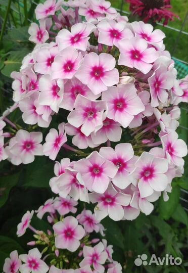 Флоксы многолетние