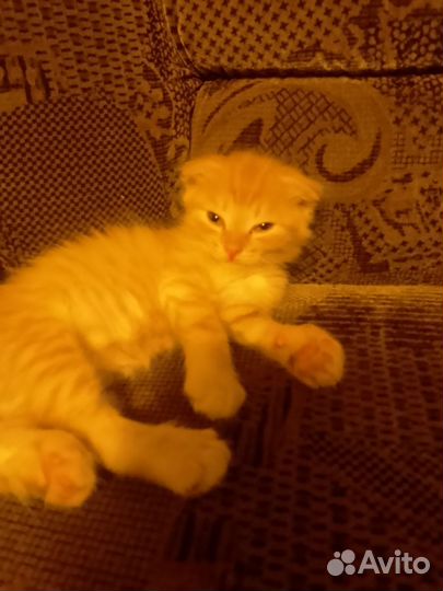 Котик бесплатно