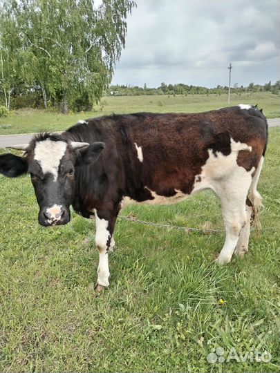 Телка 1.5 года