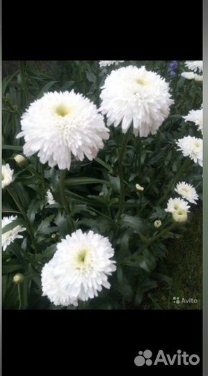 Нивянник махровый