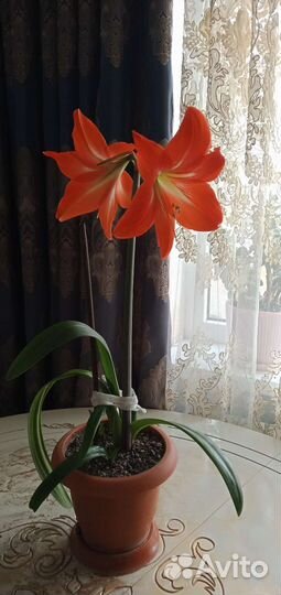 Цветы Гиппиаструм