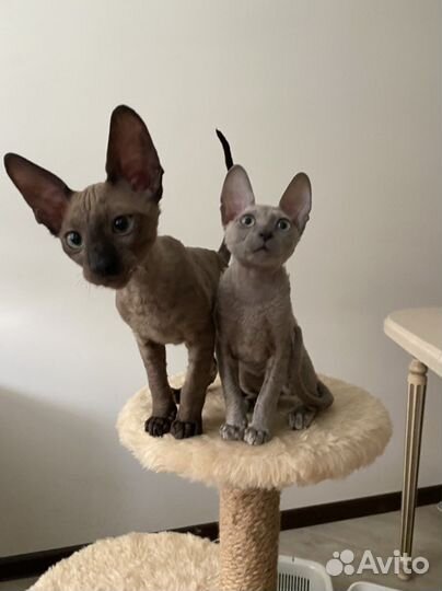 Корниш-рекс котята с документами, 3 мес