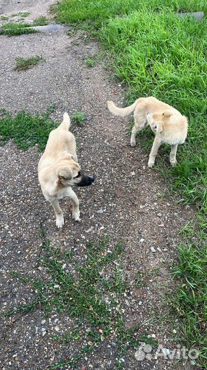 Собака в добрые руки отдам бесплатно