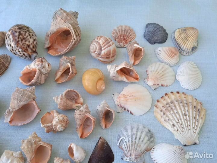 Ракушка морская для творчества декора в аквариум
