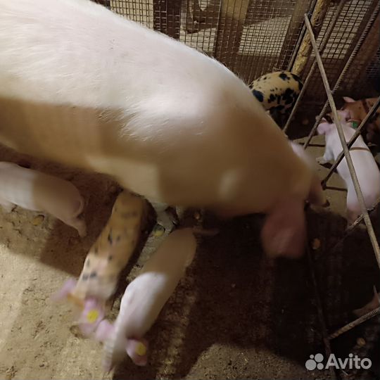 Поросята ландрас