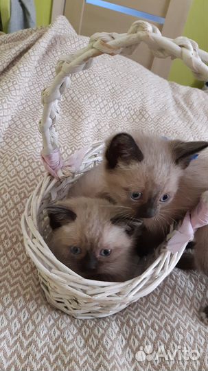 Котята в добрые руки,бесплатно