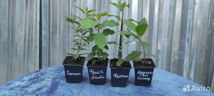 Черенки метельчатых гортензий