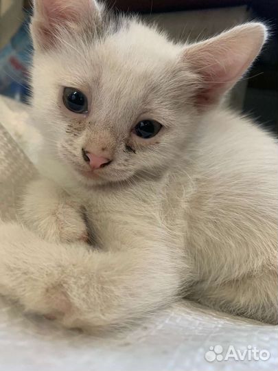 Отдам бесплатно котят в добрые руки