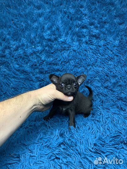 Девочка чихухуа