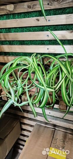 Комнатные цветы