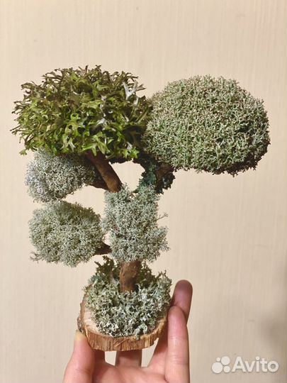 Дерево из цетрарии. Бонсай
