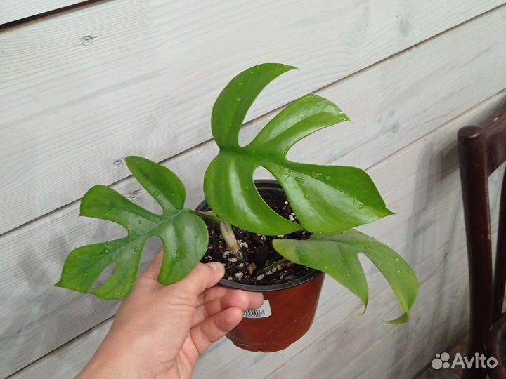 Монстера минима