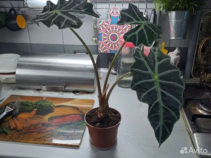 Алоказия Полли