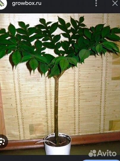 Аморфофаллус, детки