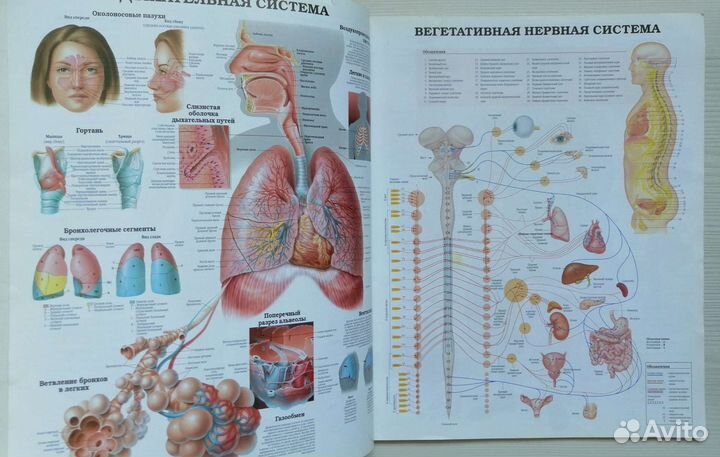 Анатомия человека. Системы и органы