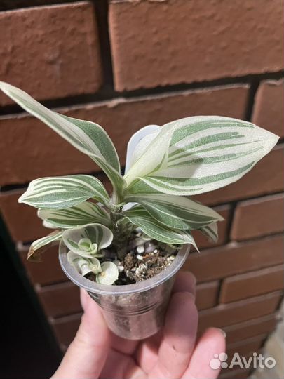 Традесканция ivory hill