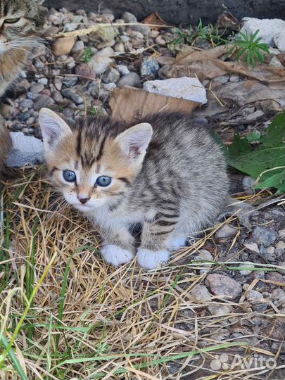 Трехцветная кошечка