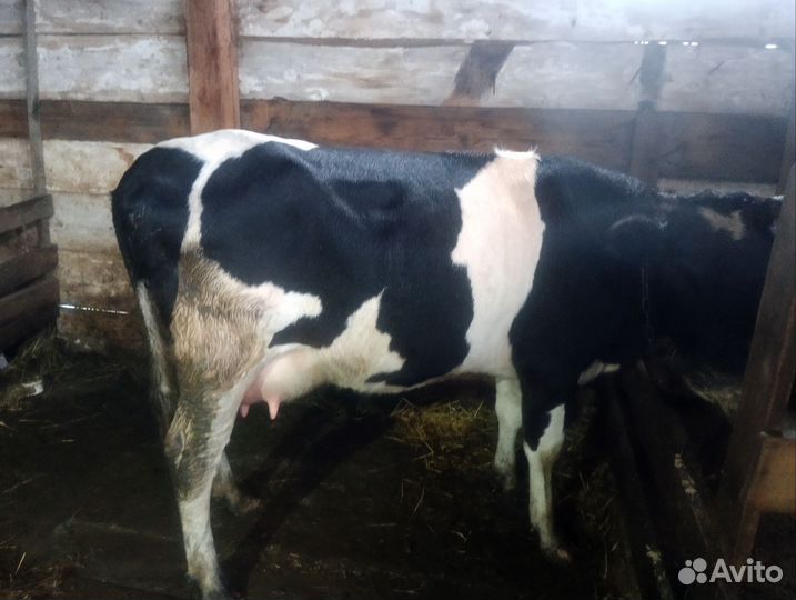 Корова дойная
