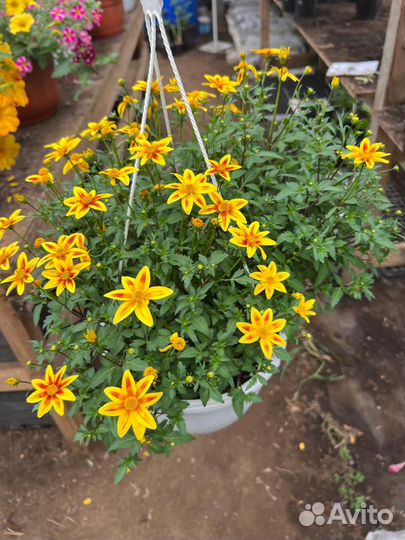 Кашпо вегетативка