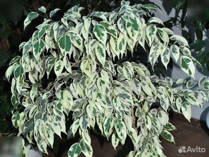 Фикус Бенджамина старлайт