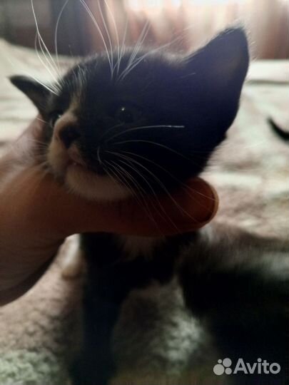 Котята месяц