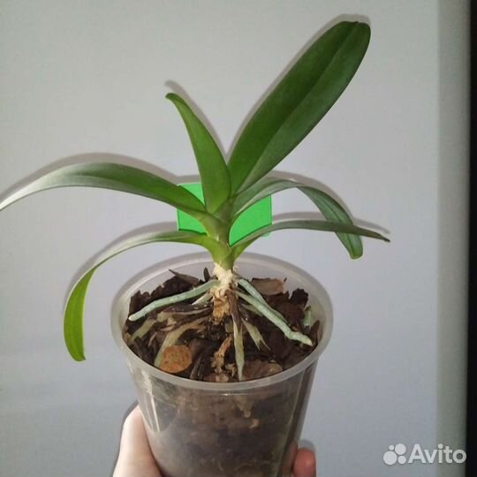 Орхидея пульчерима гибрид