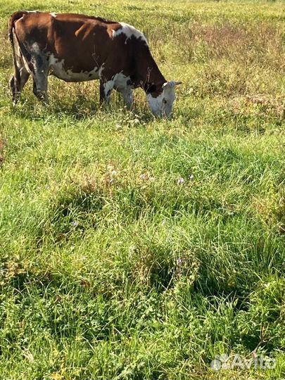 Продам коров первотелки 2 головы
