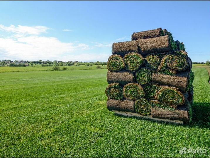 Элитный рулонный газон