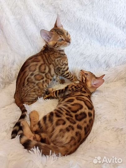 Бенгальская