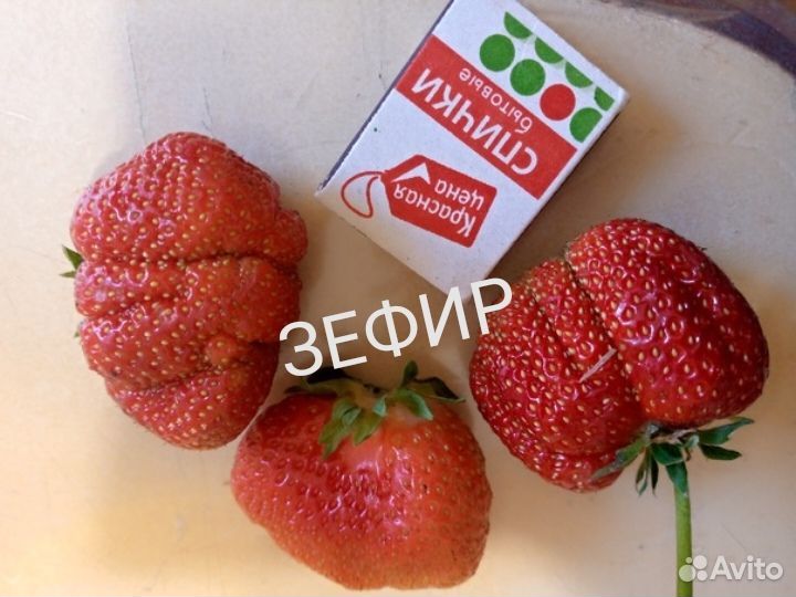 Клубника, земклуника