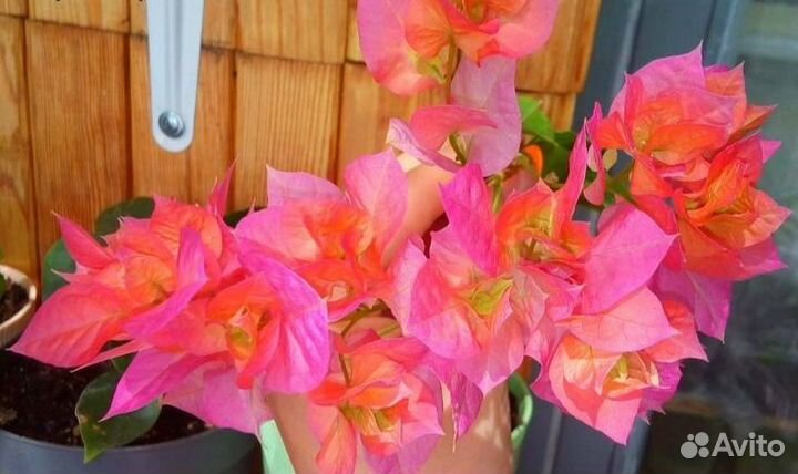 Бугенвиллия