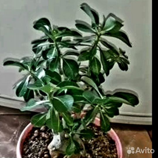 Адениум Arabicum Socotranum