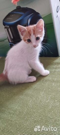 Котик Тимошка