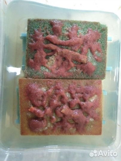 Живые корма: Аулофорус,Нематоды