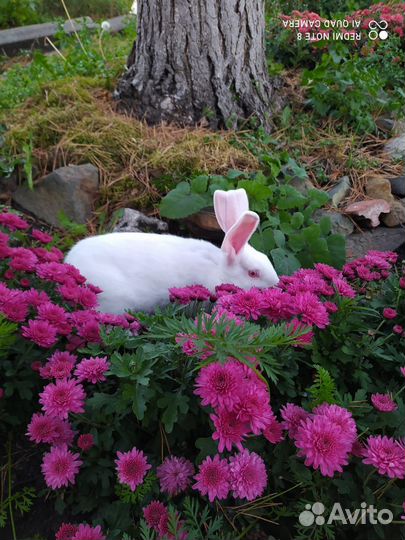 Кролик Белый панон