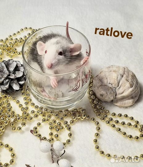 Крысята малыши мальчишки