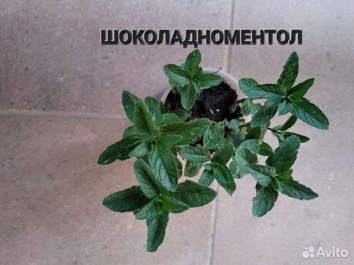 Сортовые мяты