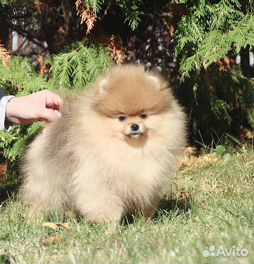 Померанский шпиц