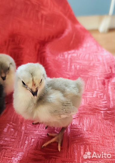 Цыплята суточные амераукана и брама