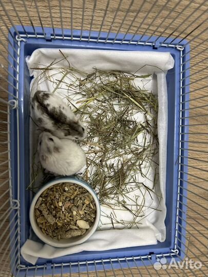 Джунгарский хомяк бесплатно с клеткой