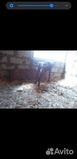 Телята телочки