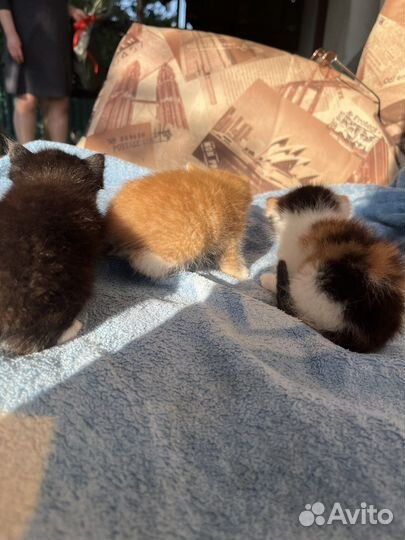 Котята бесплатно
