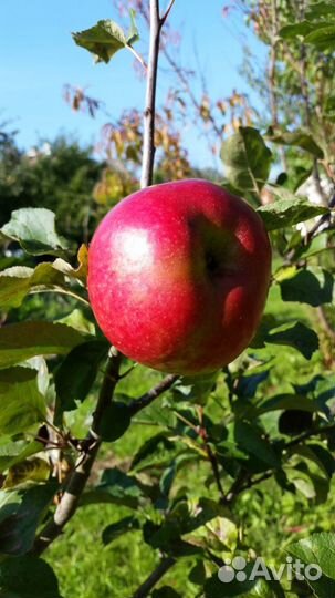 Продам яблоки