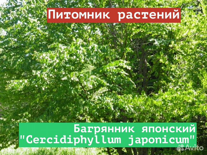 Саженцы Багрянник японский Cercidiphyllum japonic