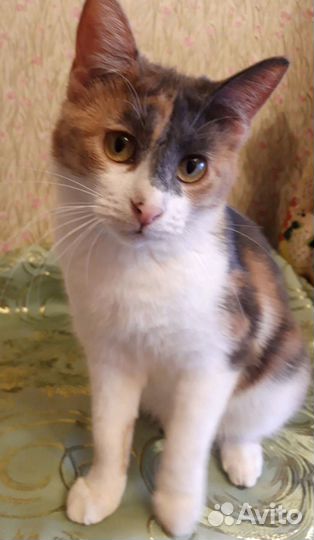 Кошка в добрые руки