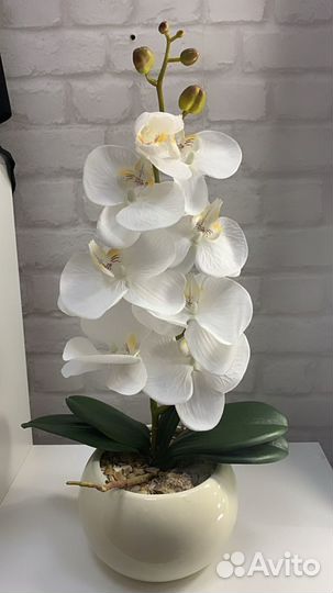 Дендробиум