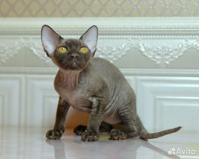 Кошечка девон рекс