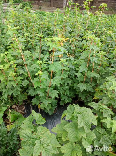 Саженцы красной смородины