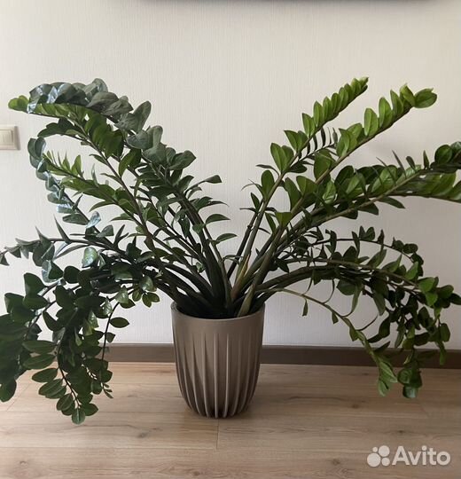 Шикарный замиокулькас высото 1,2 м